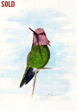 anna's hummingbird