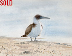 blue-footed booby
