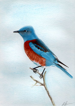 western bluebird painting
