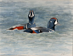 harlequin ducks