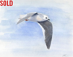 ross's gull