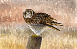 short-eared owl