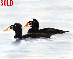 surf scoters