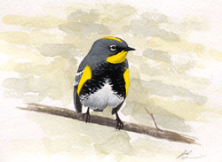 audubon's warbler